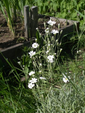 cerastium bibersteinii